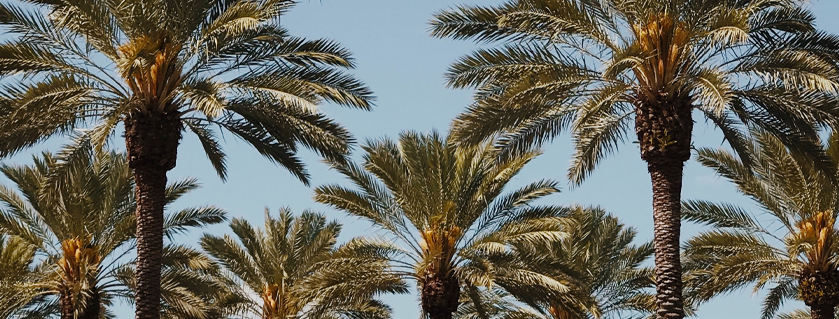 orlando palm trees 